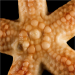 Asteroidea