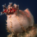 Holoturoidea